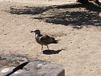 FAUNE 4 (50).JPG